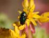 Lucilia sp.